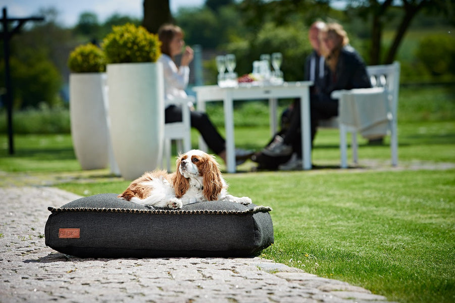 The Perfect Designer Dog Bed for your Best Friend